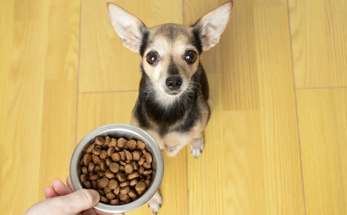 Chihuahua vraagt eigenaar om huisdiervoer, bovenaanzicht