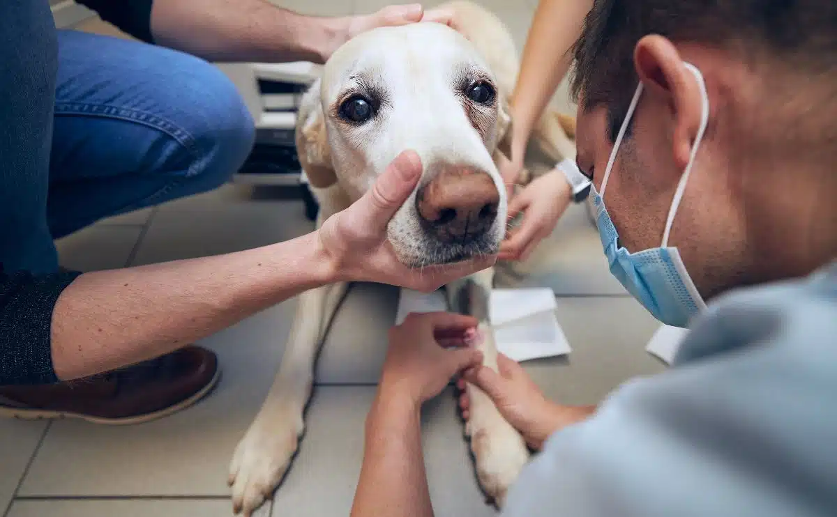 senior hond bij de dierenarts wordt onderzocht met eigenaar die mond vasthoudt terwijl dierenarts naar hondenpoot kijkt