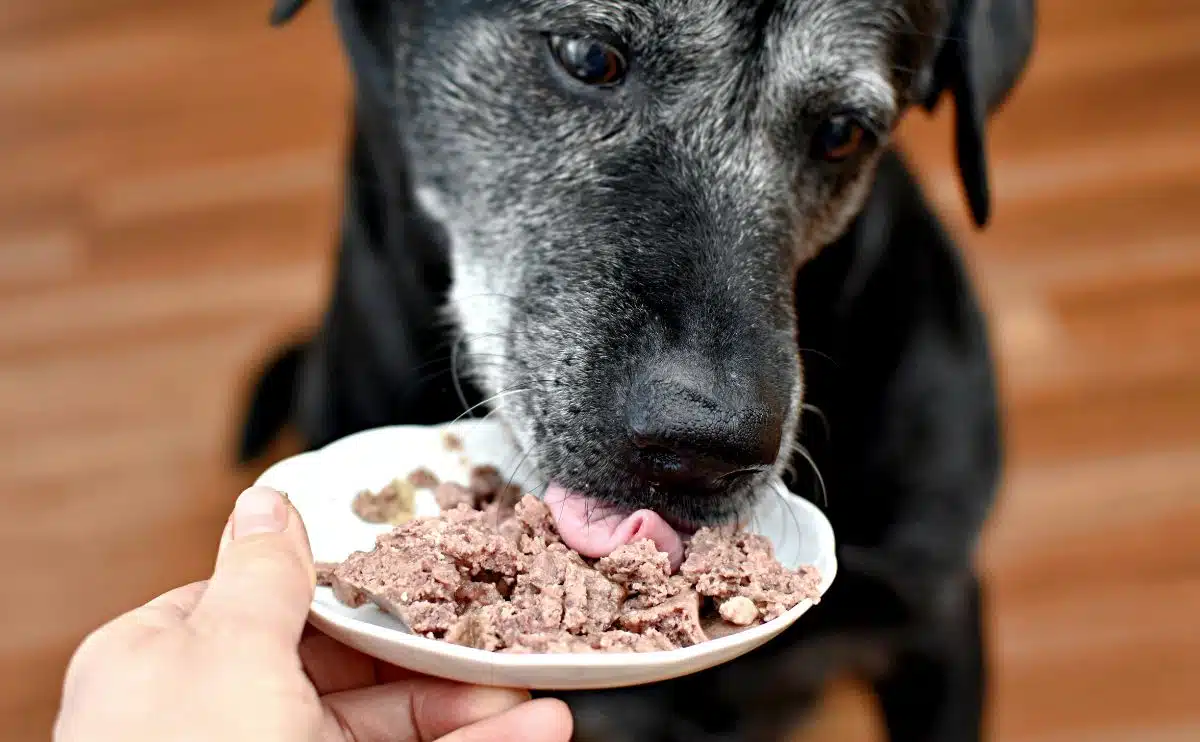 senior zwarte hond die natvoer eet van een persoon die een bord vasthoudt