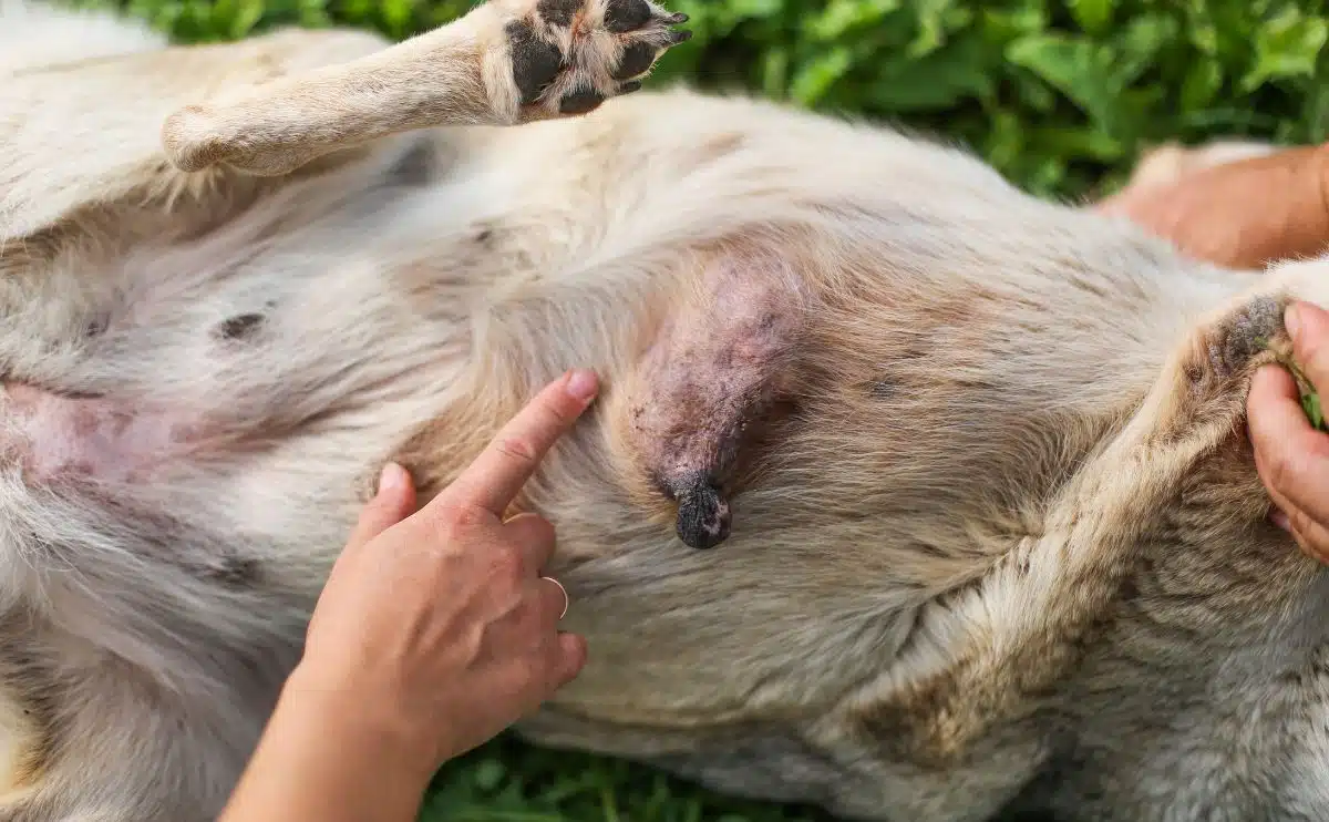 Persoon die wijst naar een borstklier op de buik van een hond
