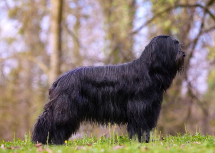 Zwarte Briard Hond