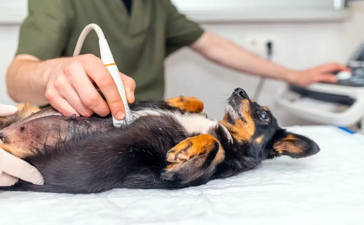 Hond met echografie in dierenartspraktijk