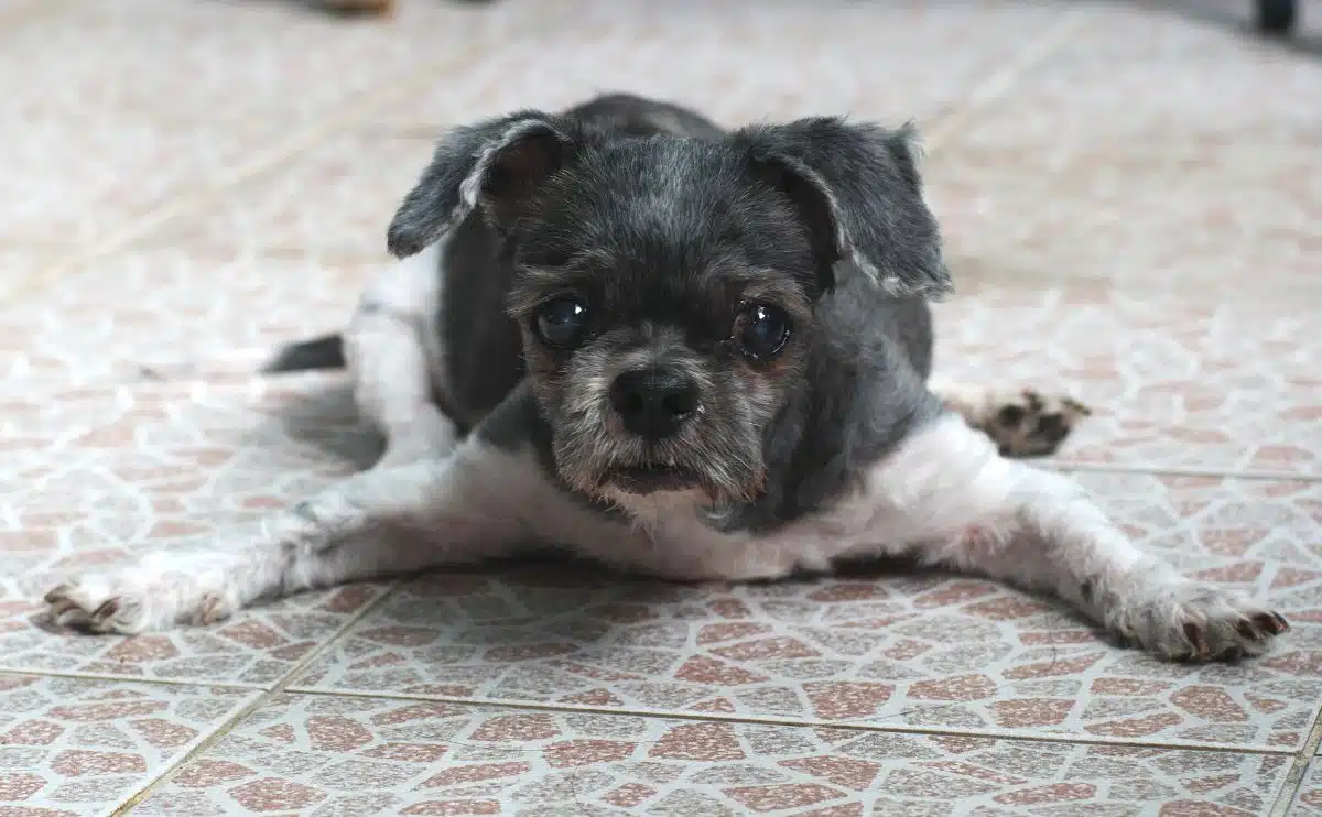 Oude Shih Tzu hond met kort haar liggend op de grond met gespreide voorpoten