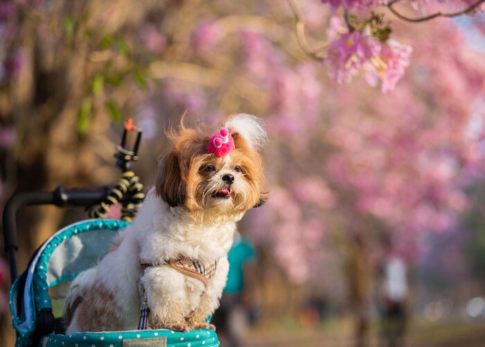 Hoe zorg je voor je hond tijdens de lente, honden voelen zich goed