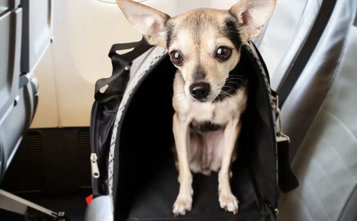 kleine hond in een huisdier drager op vliegtuig stoel in vliegtuig