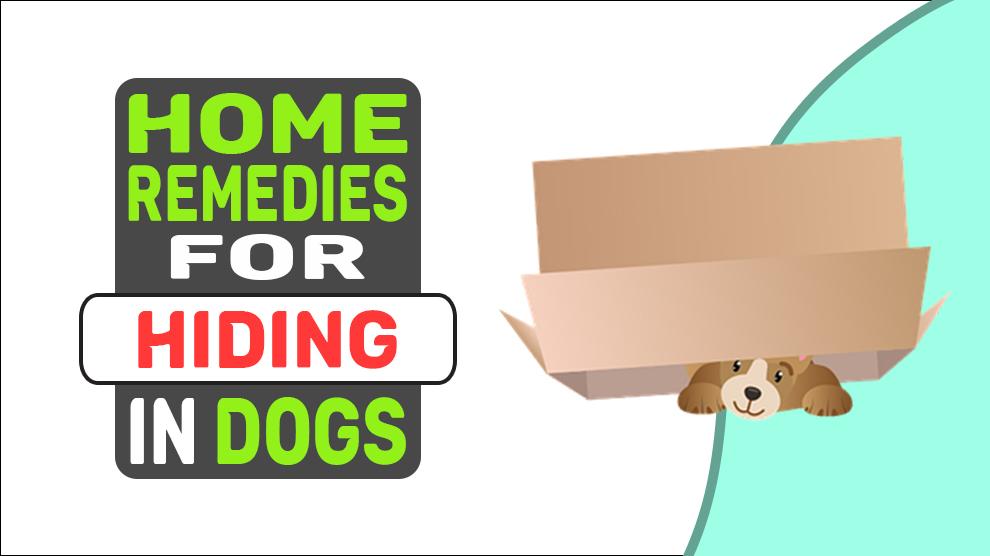 Home Remedies voor het verbergen van honden