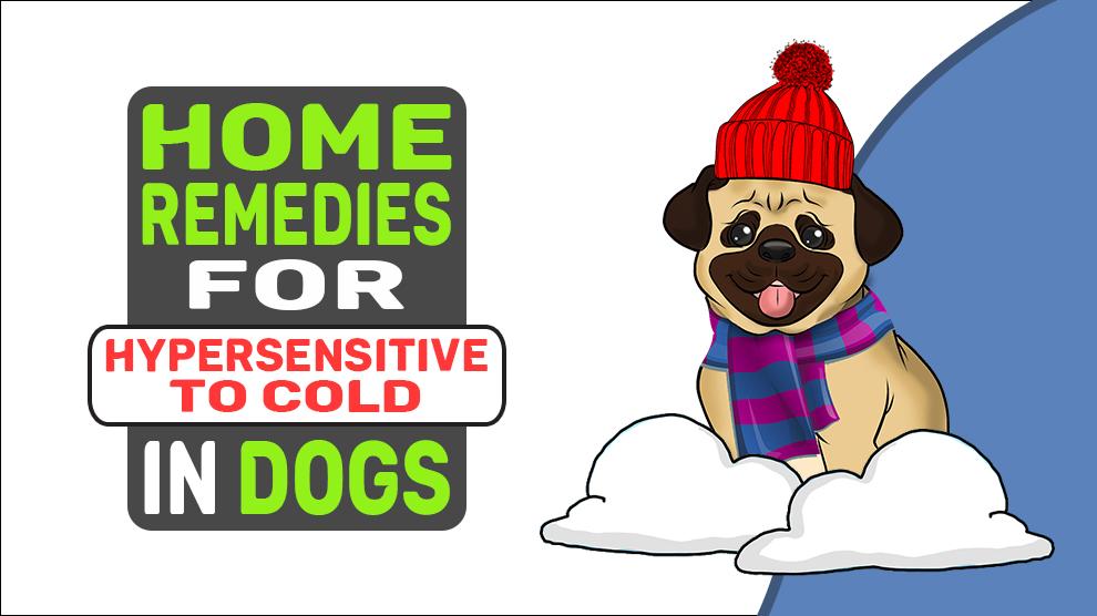 Home Remedies voor overgevoelig voor kou bij honden
