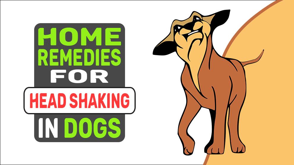 Home Remedies voor hoofdschudden bij honden