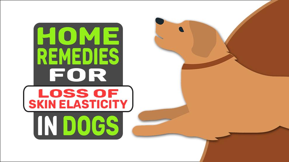 Home Remedies voor verlies van huidelasticiteit bij honden