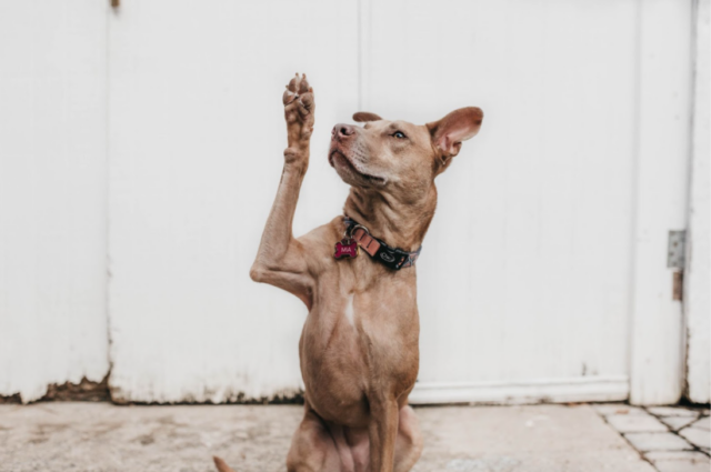 Hond geeft high five