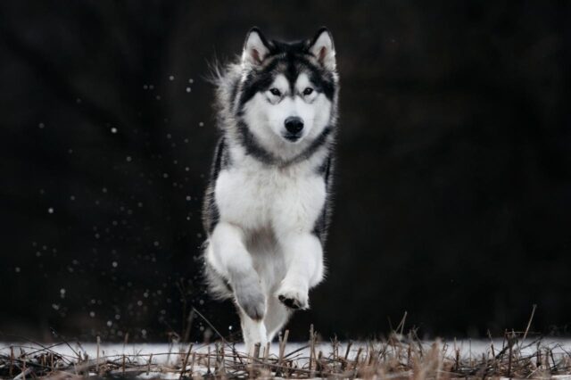 Beste onzichtbare hondenhek voor Alaskan Malamutes
