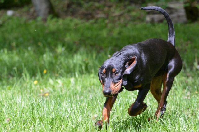 Beste onzichtbare hondenhek voor Amerikaans-Engelse Coonhounds