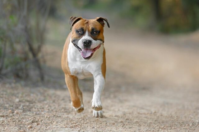 Beste onzichtbare hondenhek voor Amerikaanse Staffordshire Terriers