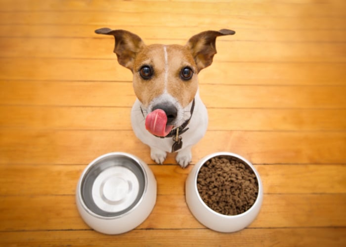 Natuurlijke diuretica voor honden en hun effecten: hond voor voedsel en waterbak