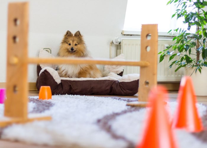 indoor agility parcours