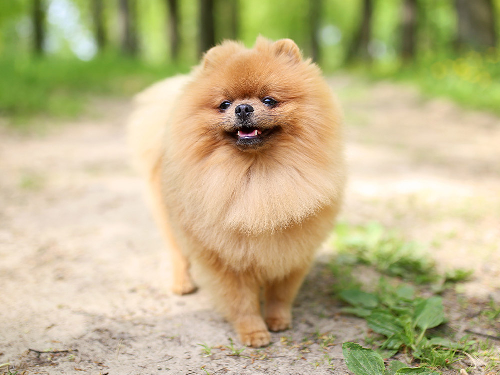 Kleine bruine Pommerse hond