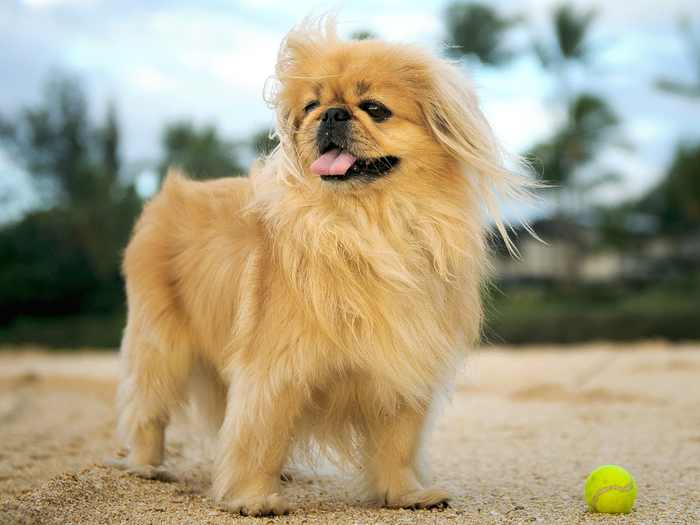 Pekinees hond staat op strand met bal
