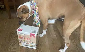 Gerst de hond die een doos The Honest Kitchen uitgedroogd hondenvoer op de grond besnuffelt