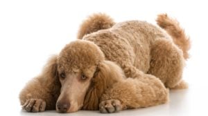 Poedel - Hondenrassen met het grootste risico op artritis