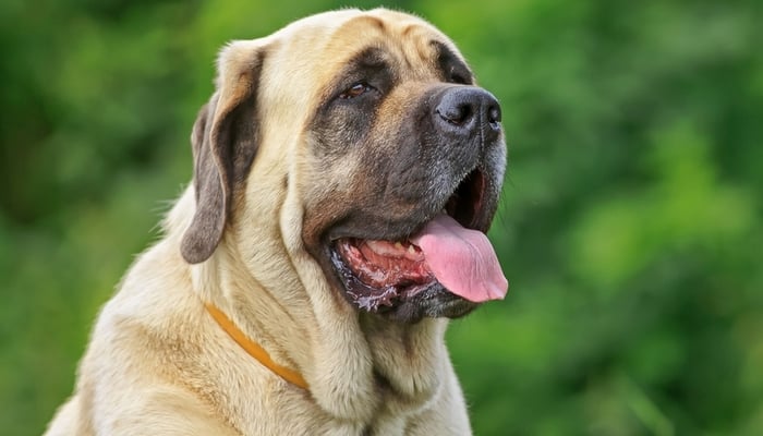 Hondenrassen lopen het meeste risico op artritis