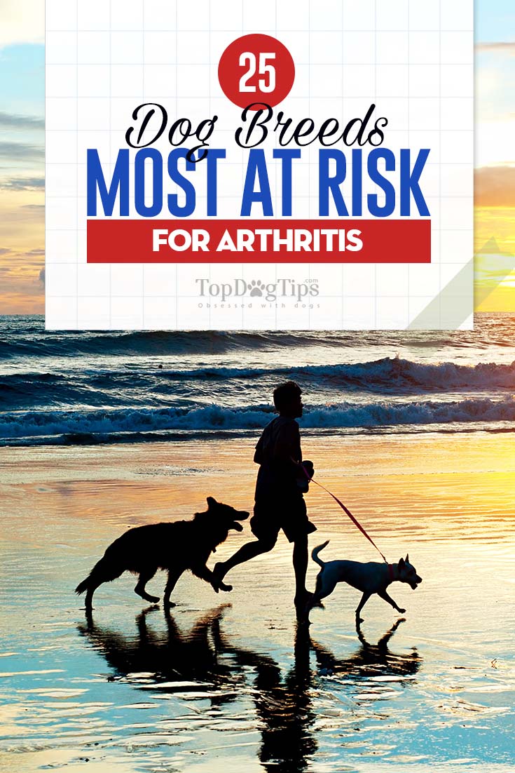 De 25 hondenrassen lopen het grootste risico op artritis