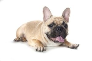  Franse Bulldoggen zijn een van de duurste honden