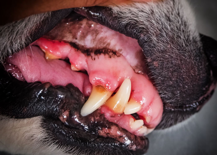 Hoe tandvleesaandoeningen bij honden te voorkomen