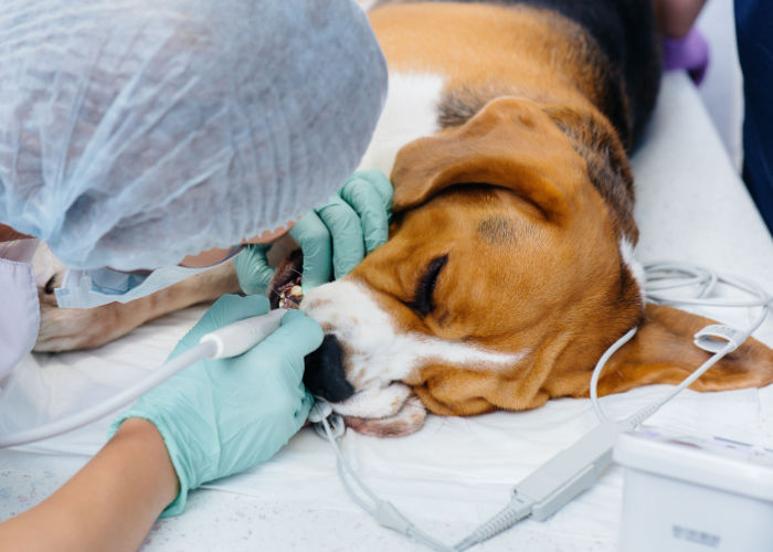 Hond gingivitis behandeling