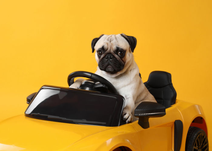hond op een speelgoedauto 