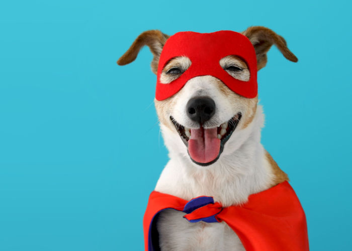 Hondennamen beginnend met C geïnspireerd door superhelden