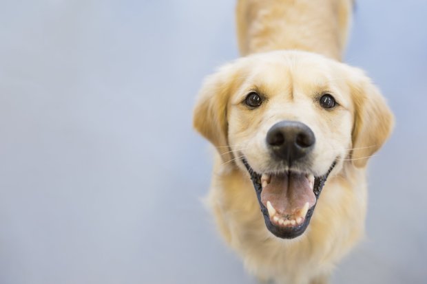 Honden communiceren met ons door te kijken en gezichtsuitdrukkingen te gebruiken