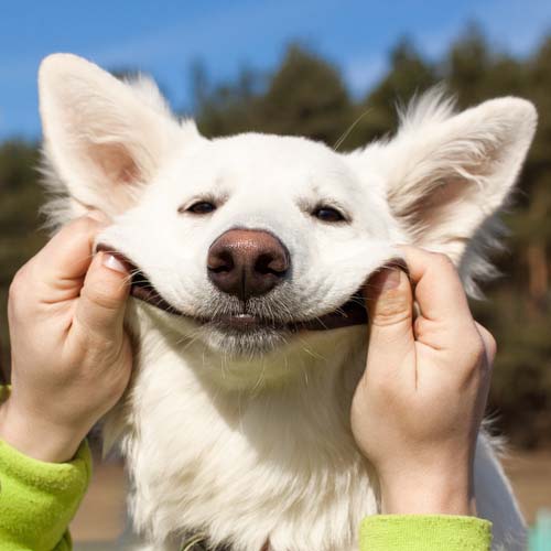 persoon die een hond glimlach