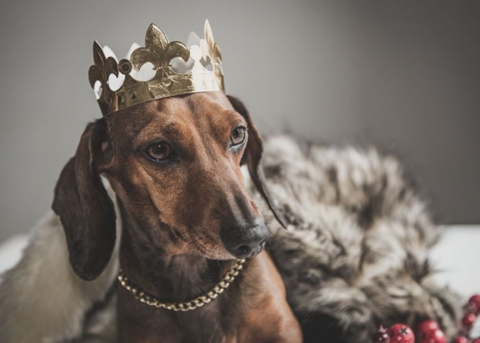 Hondennamen die beginnen met een door royals geïnspireerde