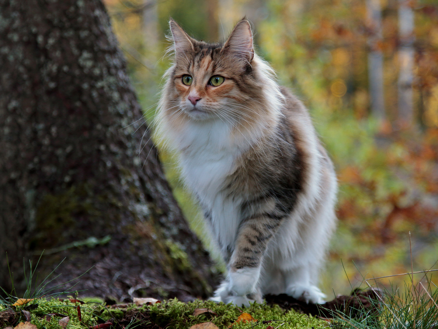 Noorse boskat op een wandeling