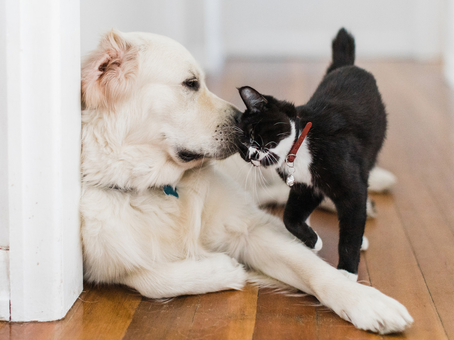 Manx kat knuffelt met Labrador retriever hond