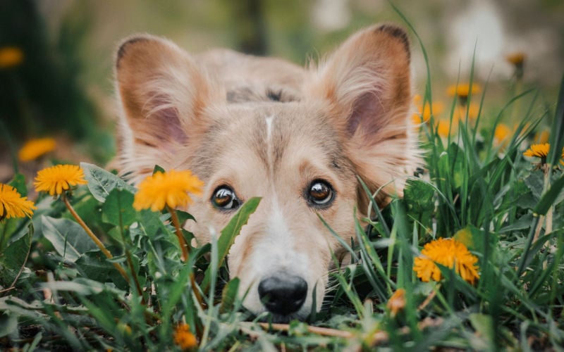 schattige puppy van gemengd ras die in gras zit