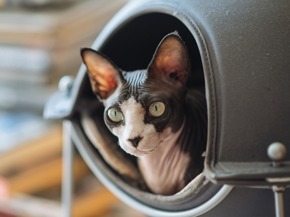 Sphynxiebob kat verstopt zich in huis