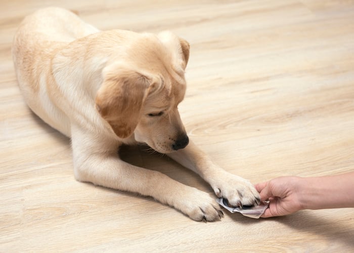 Vlooienpillen voor hond: wat is beter?