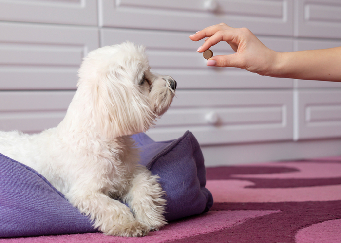 Vlooienpillen geven aan een Maltese hond