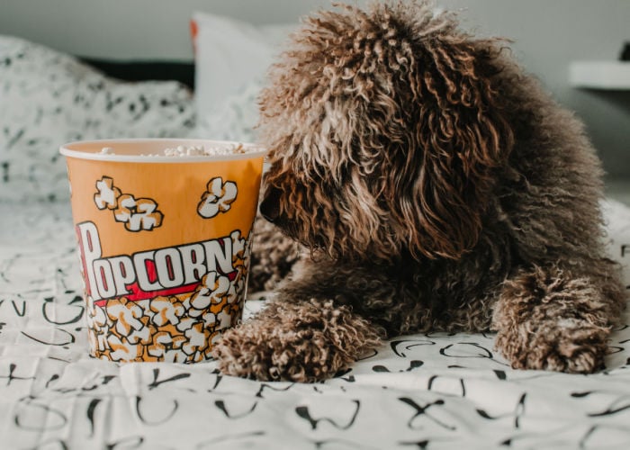 kunnen honden popcorn eten