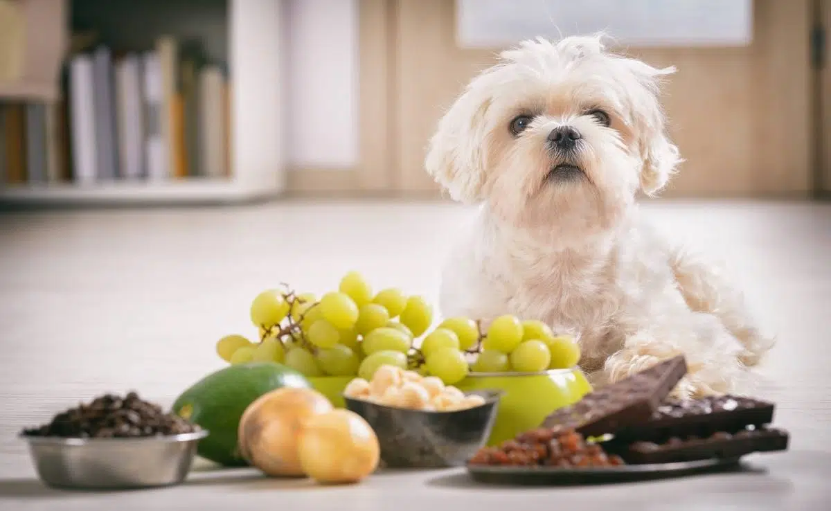 Kleine witte Maltese hond en voedselingrediënten giftig voor hem