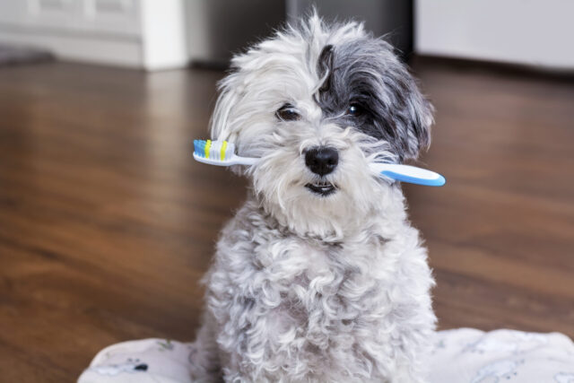 Kleine hond met tandenborstel