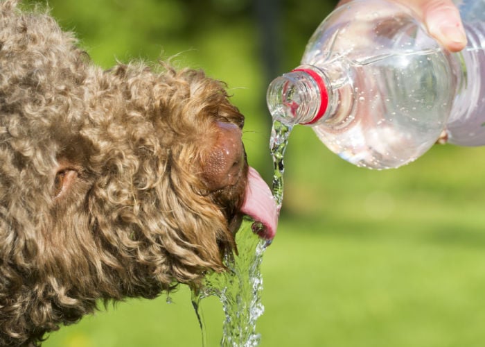 water geven aan de hond om een zonnesteek te voorkomen
