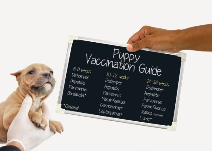 vaccinatie voor puppy's om gevaren in hondenparken te voorkomen