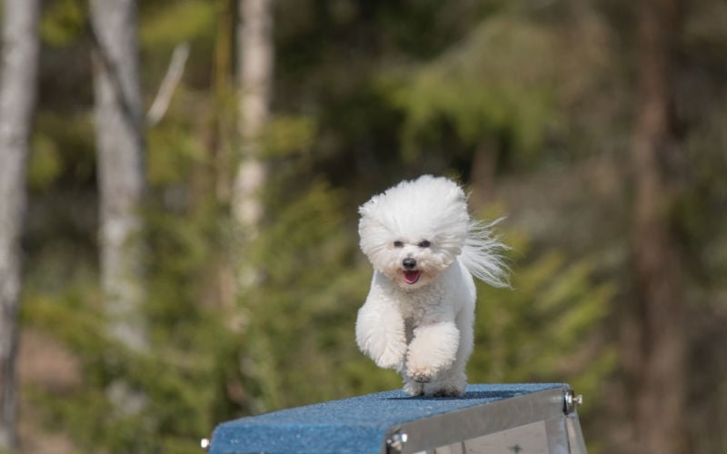 Bichon Frise Running Agility Course Beste hondenrassen voor behendigheidstraining