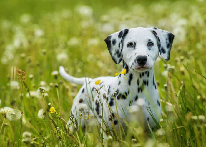 Dalmatische puppy