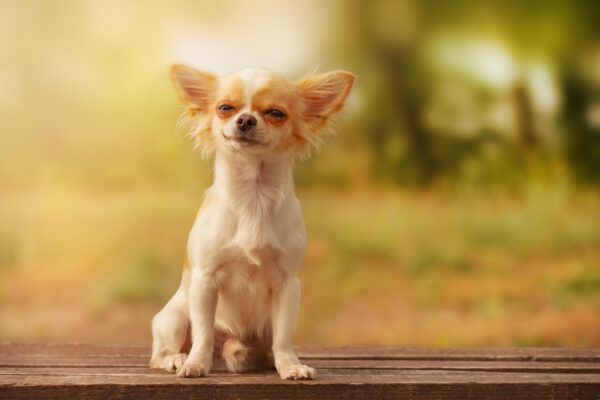 Witte langharige Chihuahua puppy. Hond in de natuur.