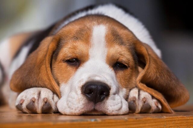 beagle jeukende huidallergie