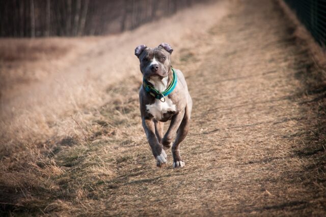 Beste hondenloopbandproducten voor Amerikaanse Staffordshire Terriers