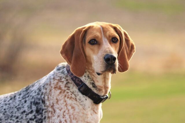 Beste hondenloopbandproducten voor Amerikaans-Engelse Coonhounds
